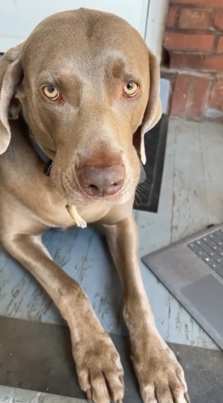 dog holding a bunny in mouth