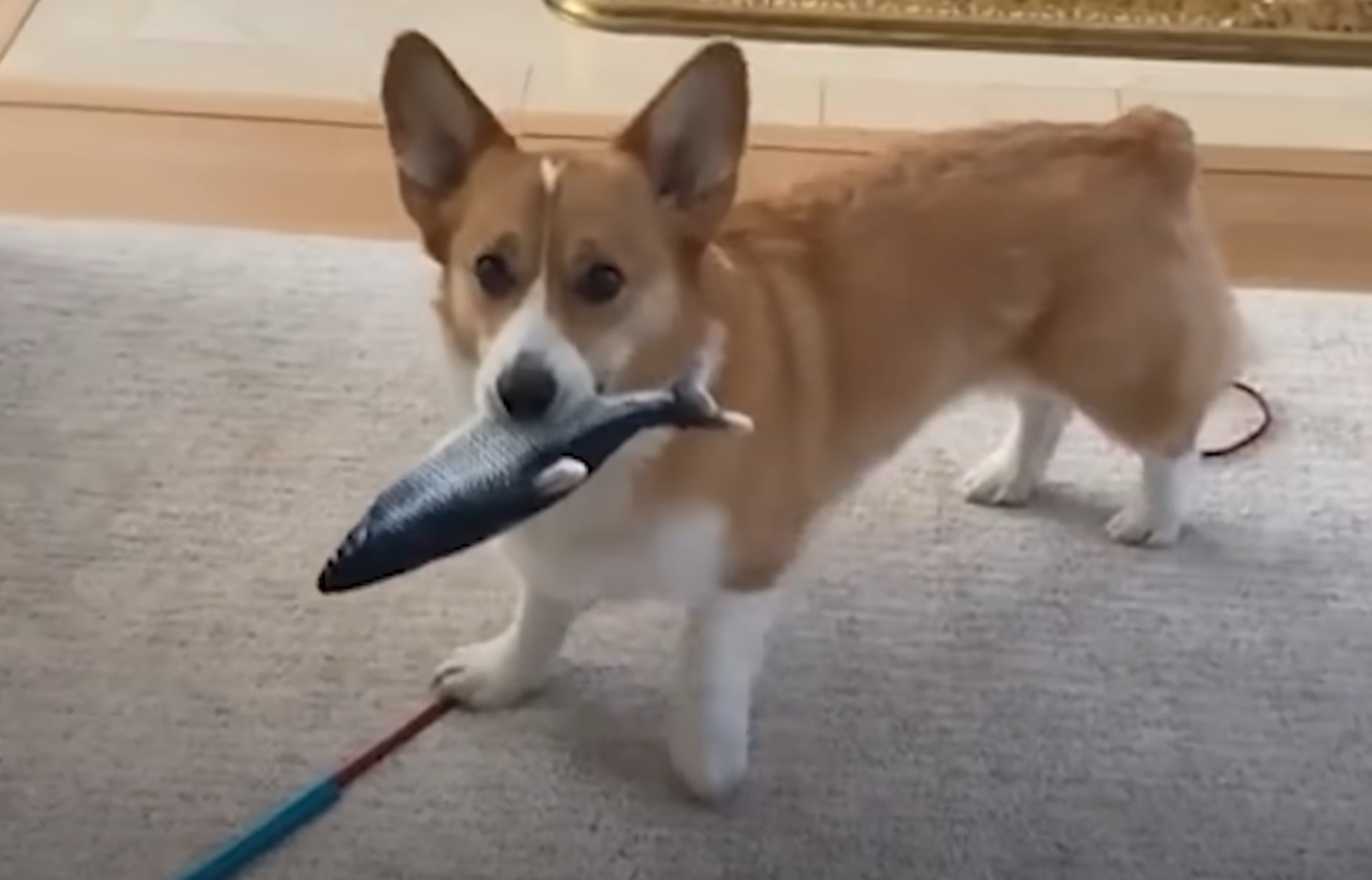 dog holding a fish toy