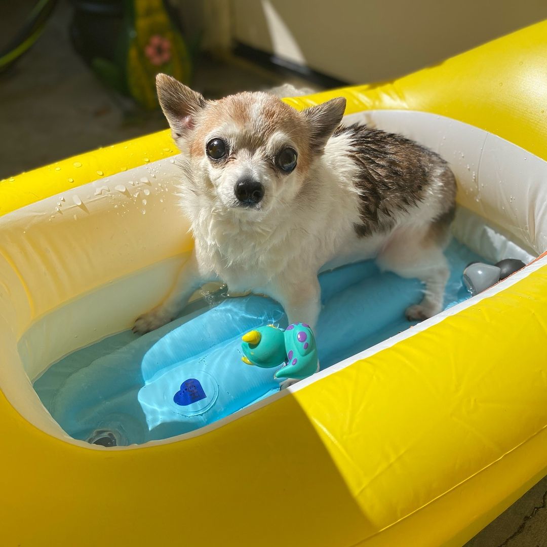 dog in a small pool