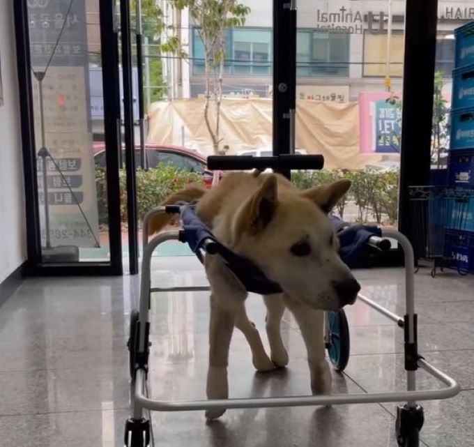 dog in a walker