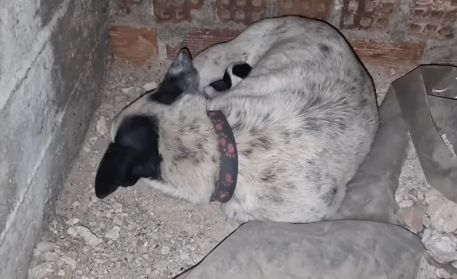 dog in basement