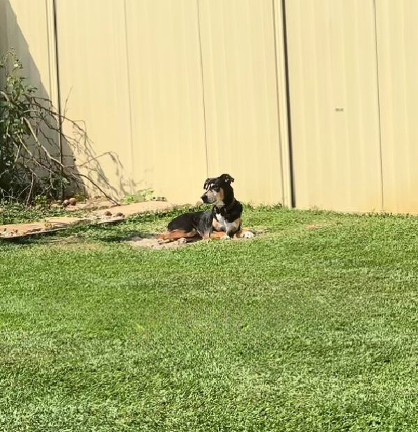 dog laying in garden