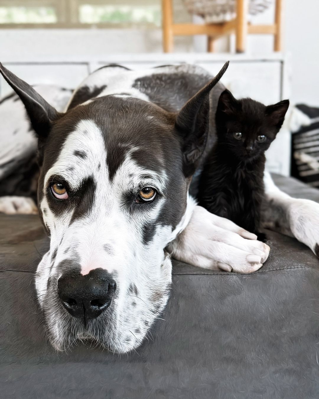 dog laying near kitten