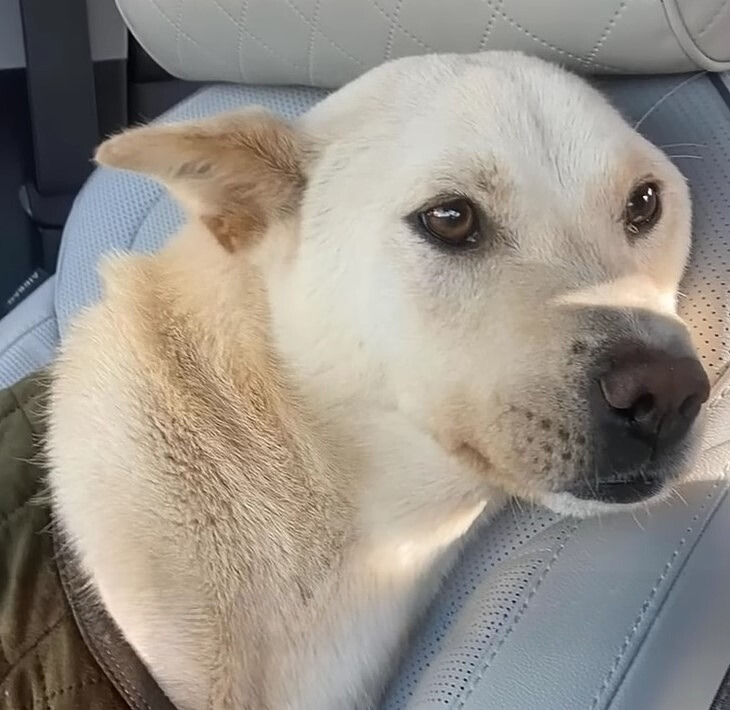 dog leaning on the car seat