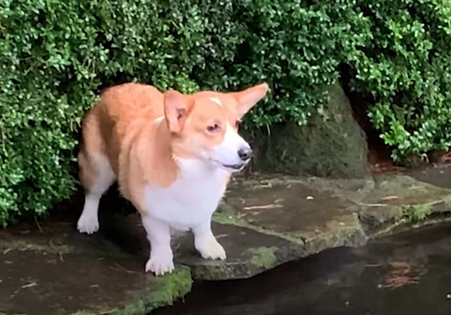 dog looking at fish