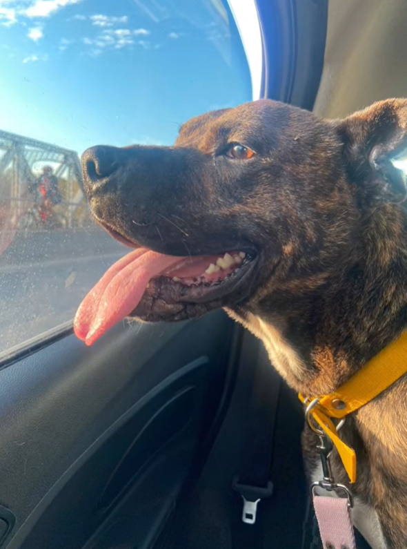 dog looks through the car window