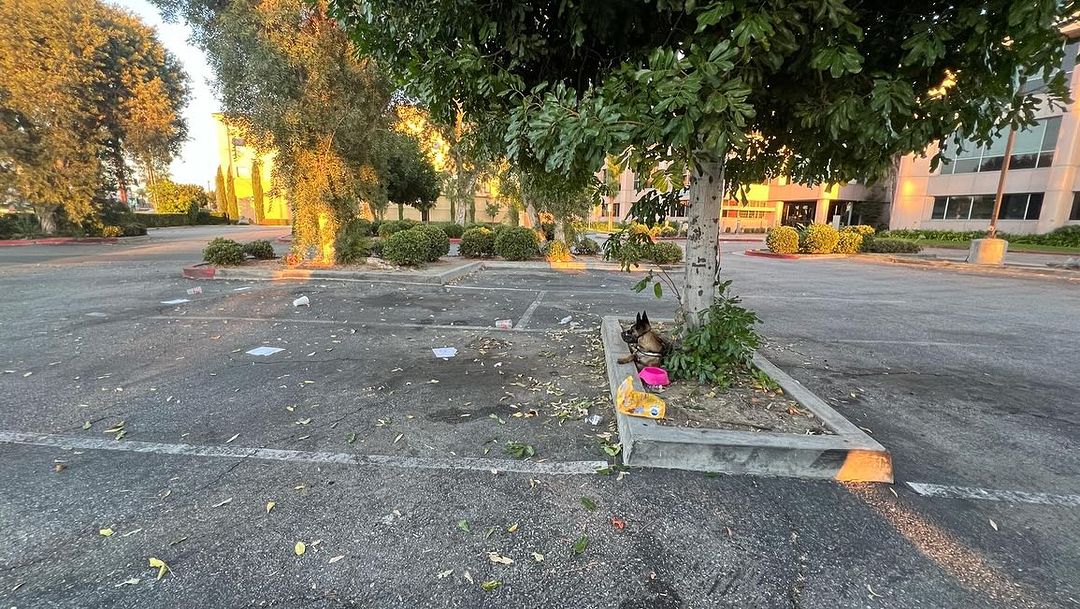 dog lying by the tree