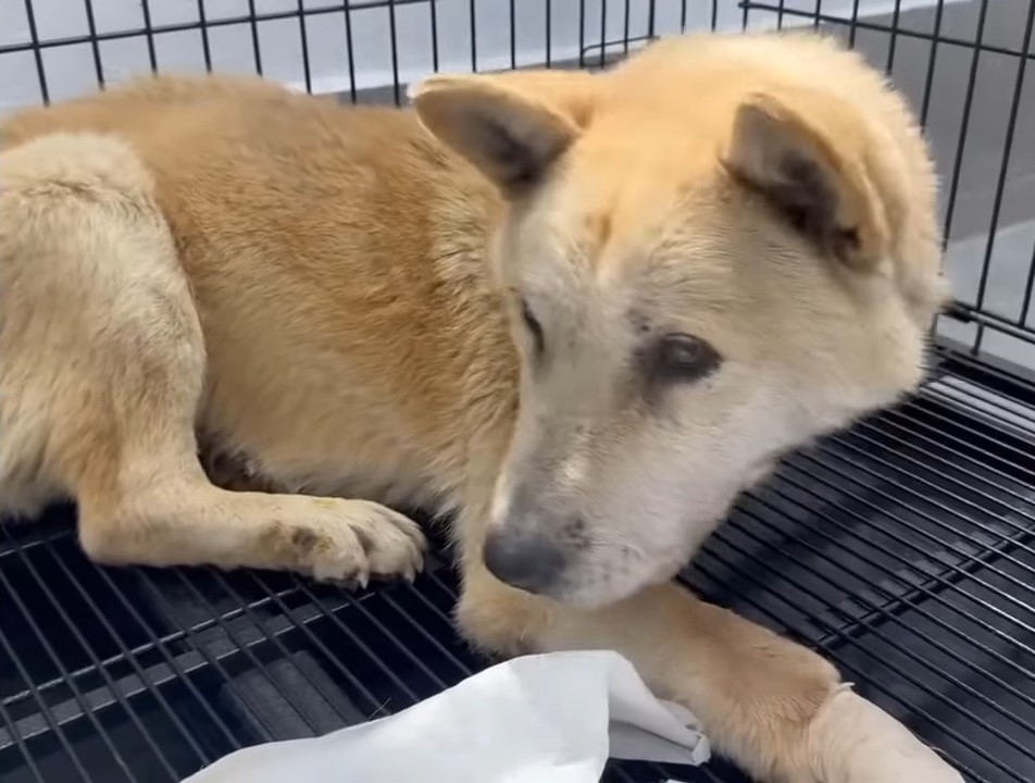 dog lying in a crate