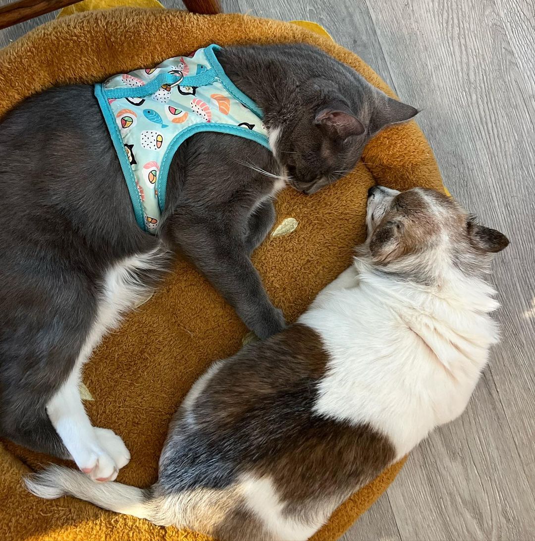 dog lying next to a cat