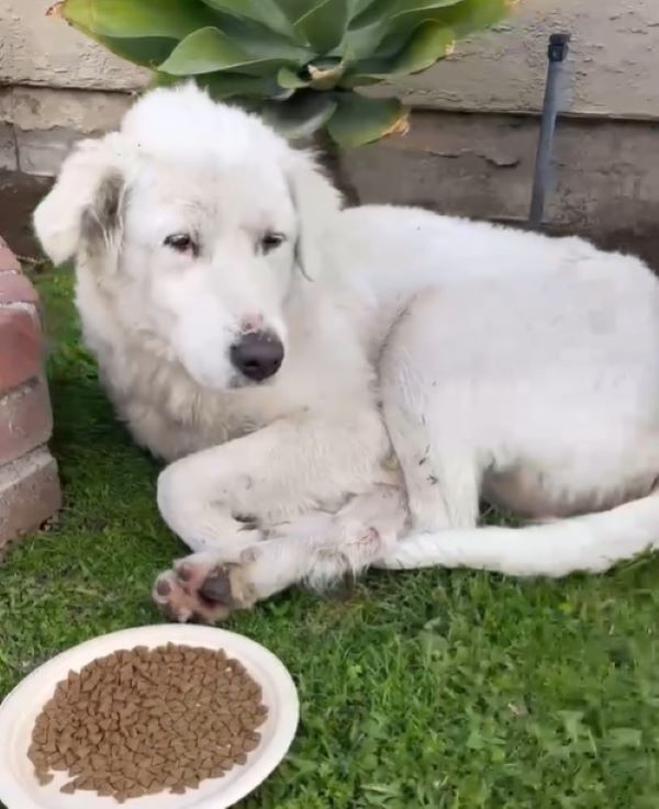 dog lying next to a plate of food