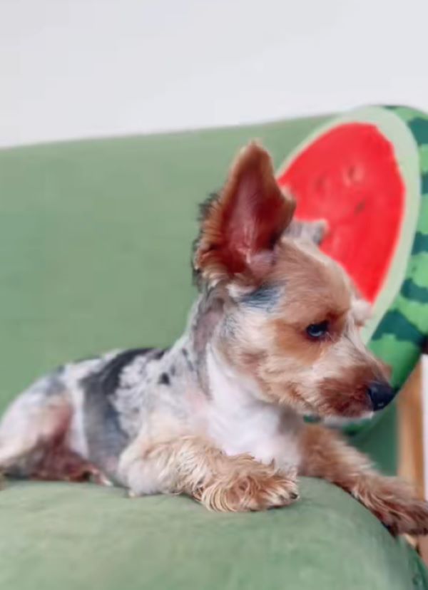 dog lying on a sofa