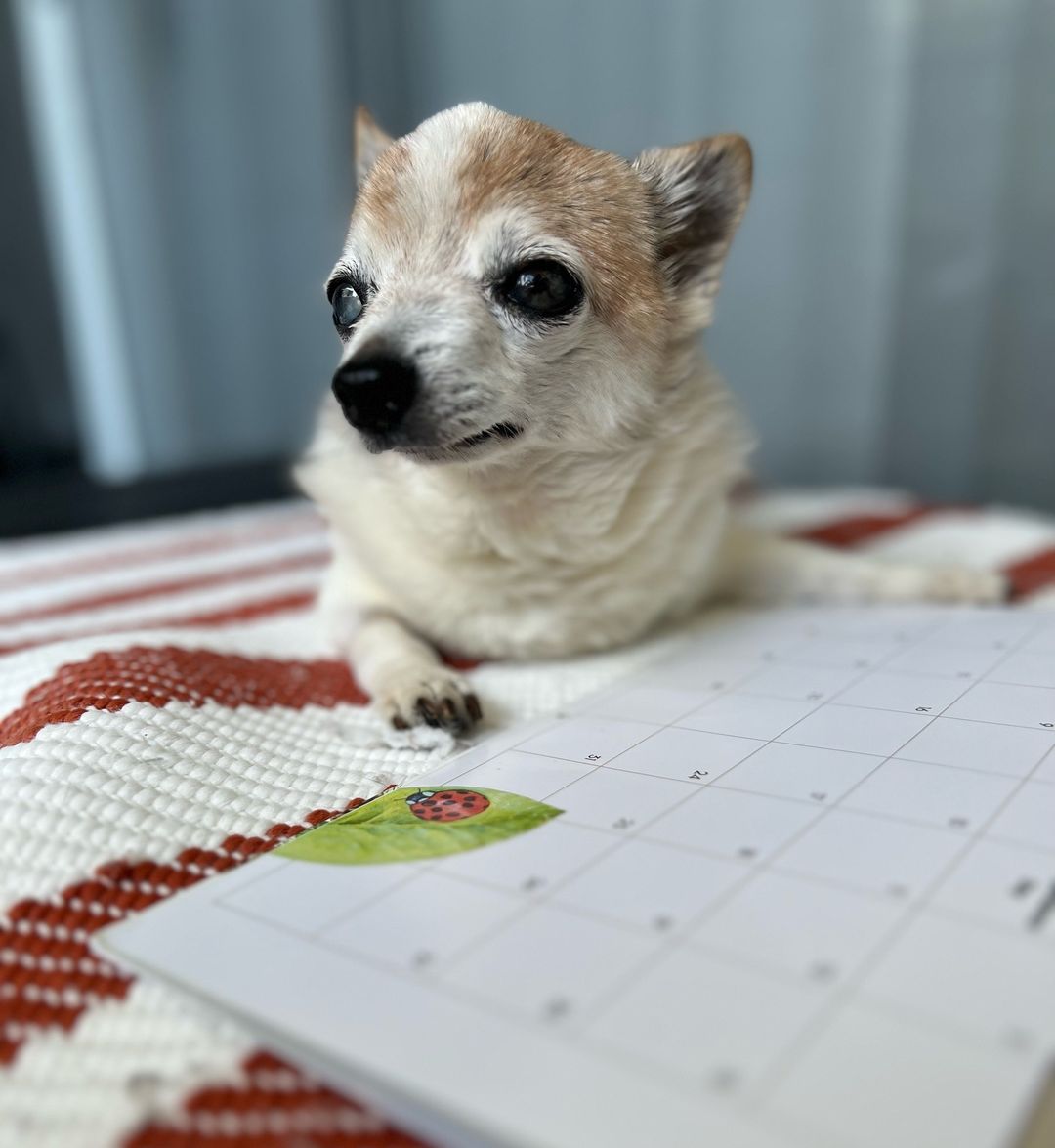 dog lying on bed