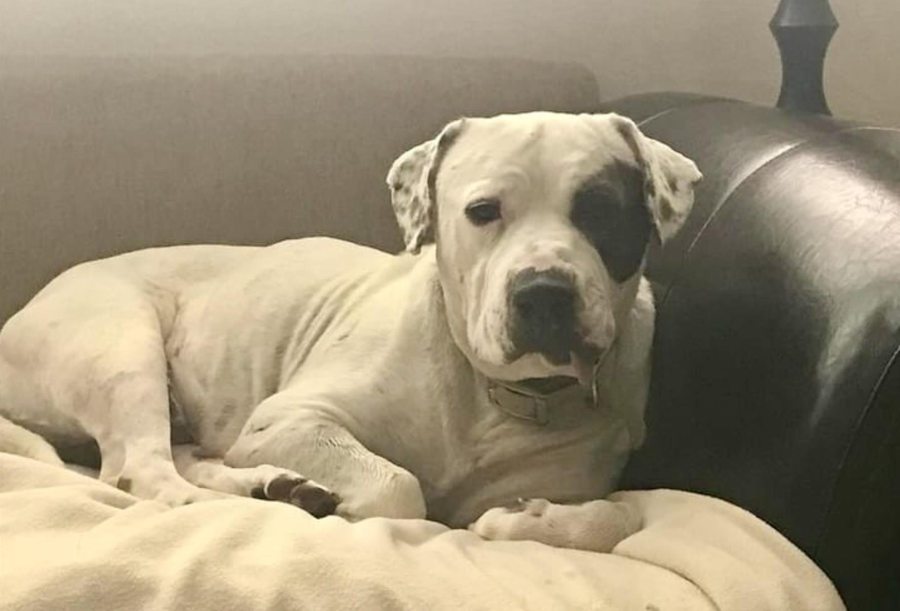 dog lying on couch