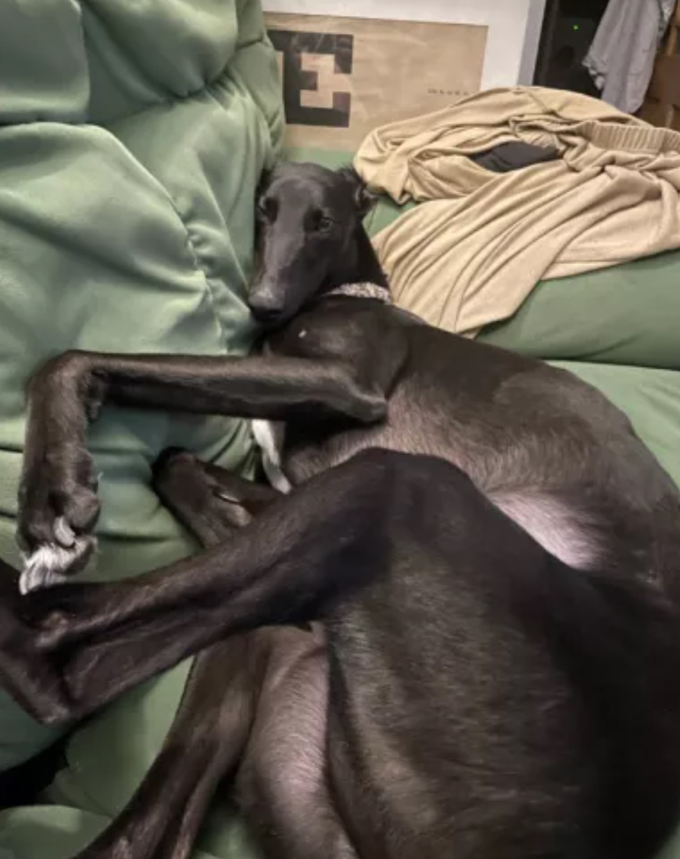 dog lying on couch