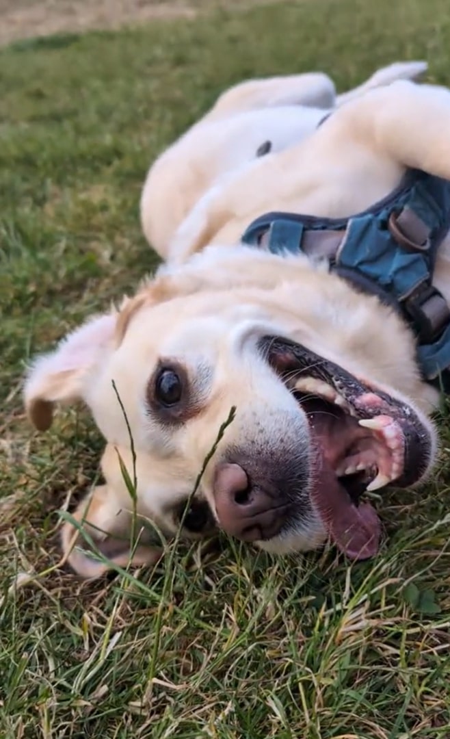 dog lying on grass