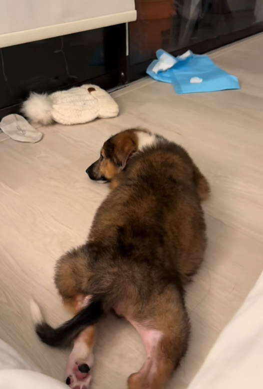 dog lying on the floor on his belly