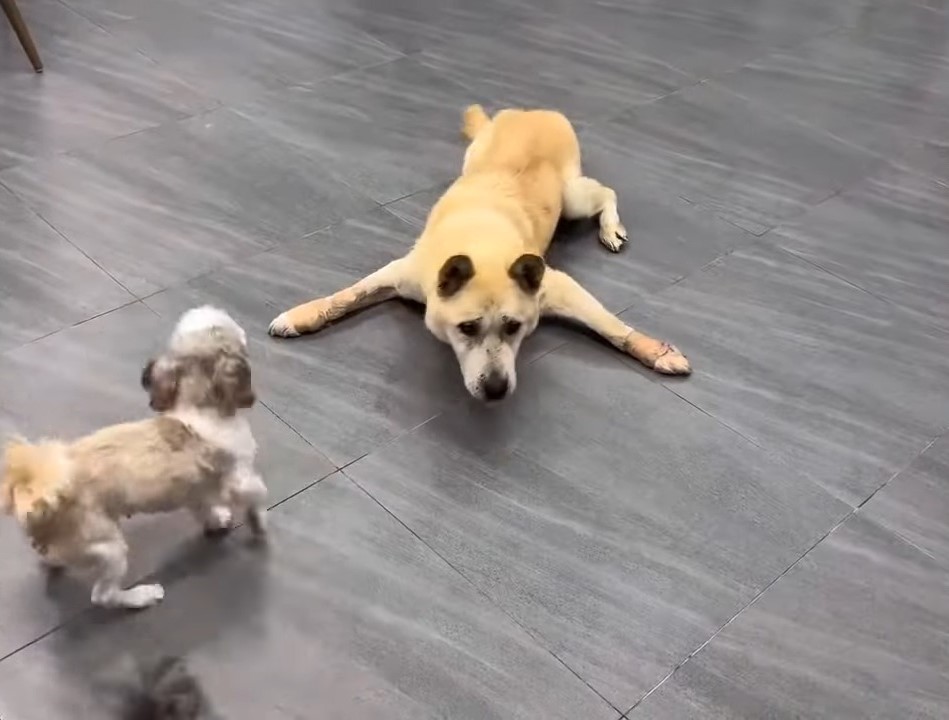 dog lying on the floor