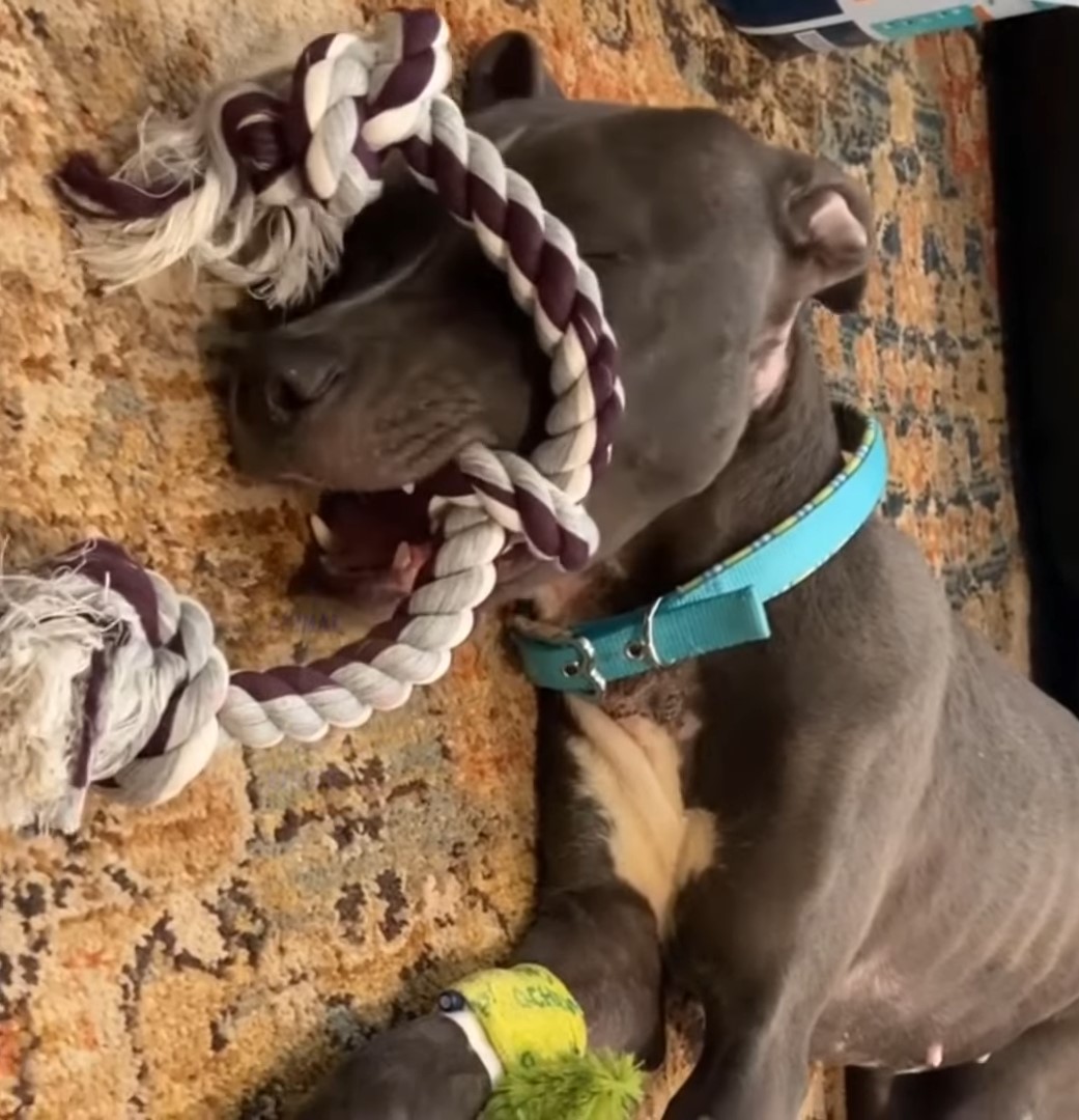 dog lying with toy on the floor