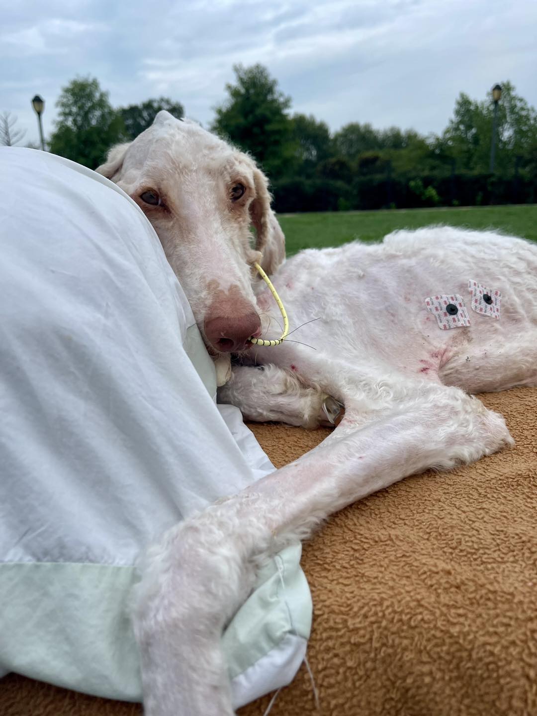 dog named scout recovering