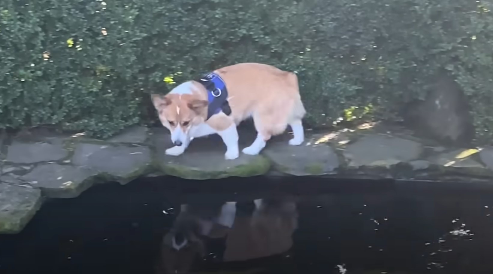 dog next to a pond