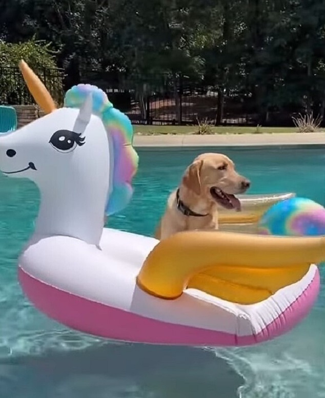 dog on a floaty in a pool