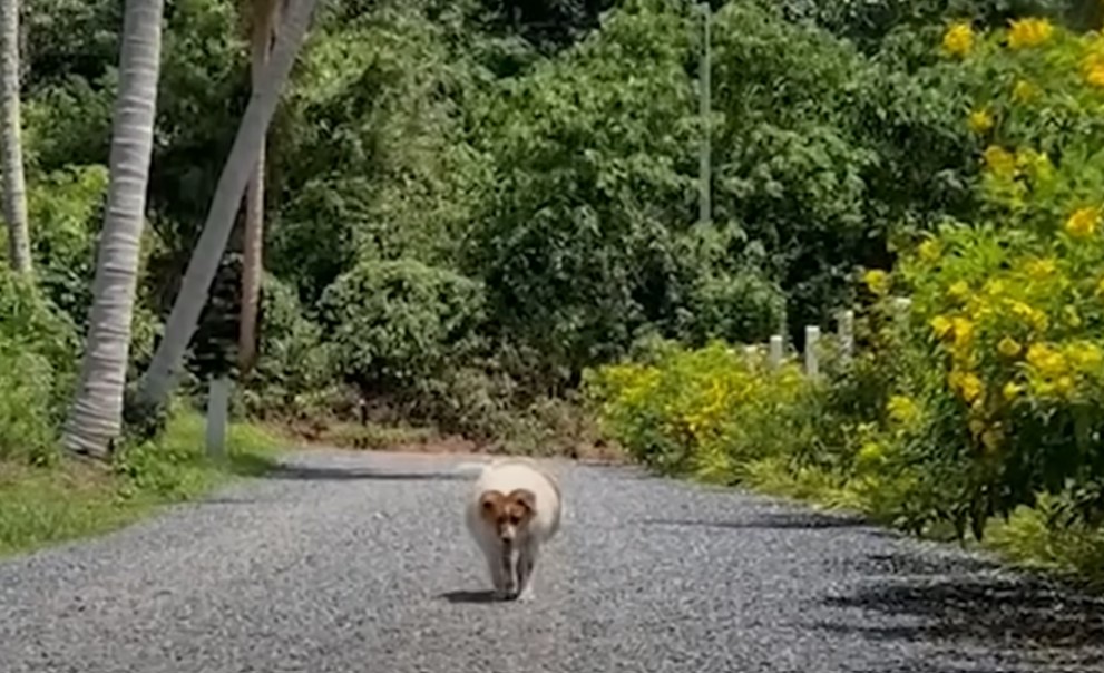 dog on a walk