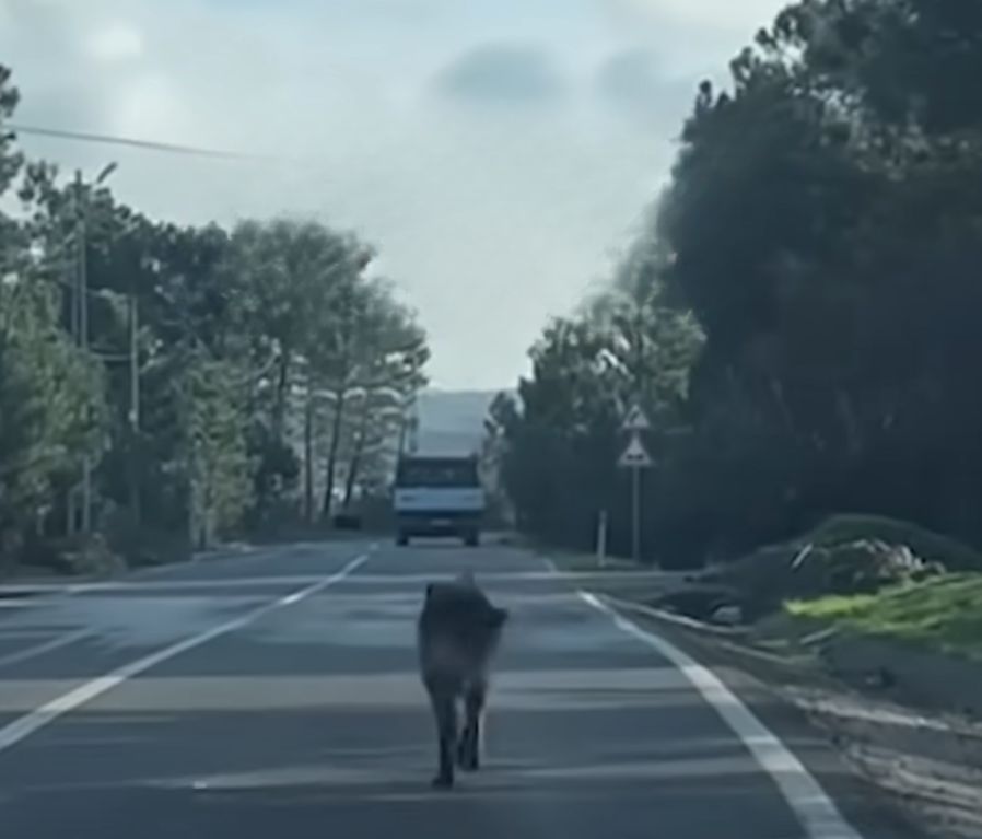 dog running on a road