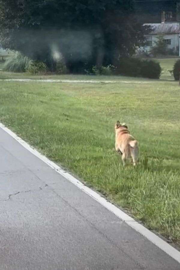 dog running on grass