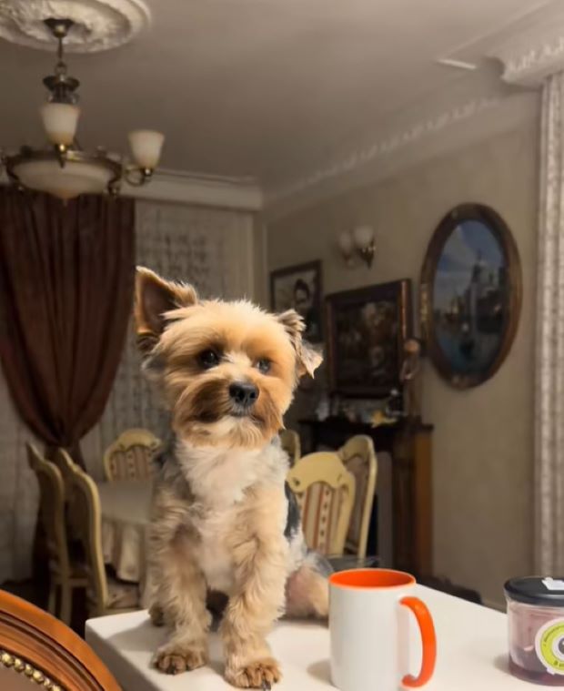 dog sitting on a table