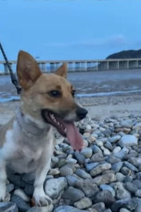 dog sitting on the beach rocks