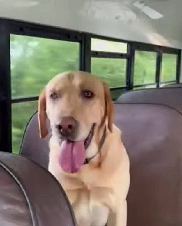 dog sitting on the bus