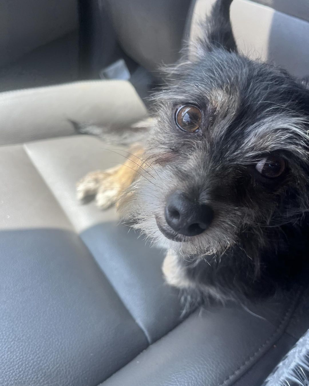 dog sitting on the car seat and looking up