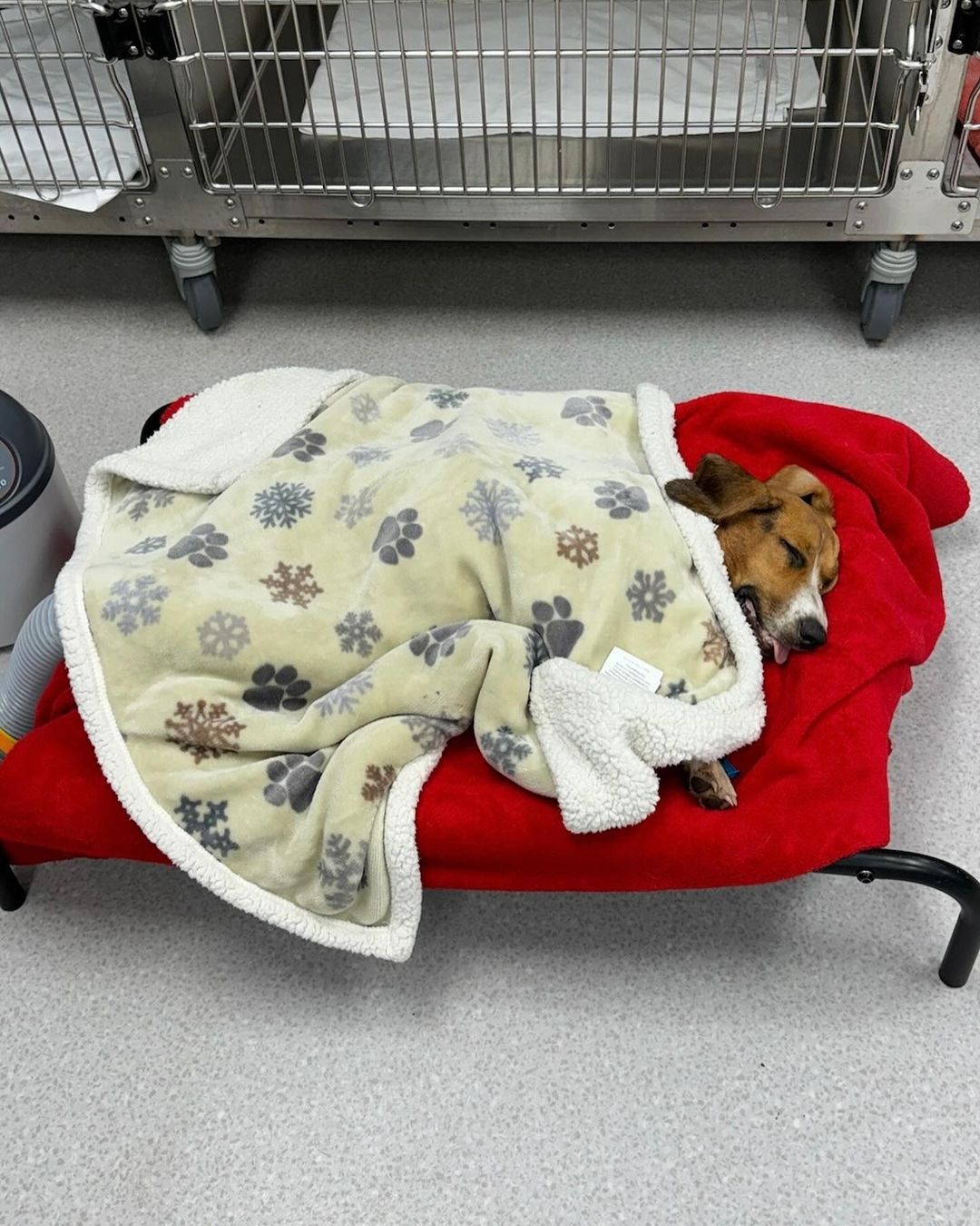 dog sleeping covered with blanket