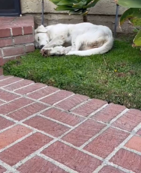 dog sleeping in the yard