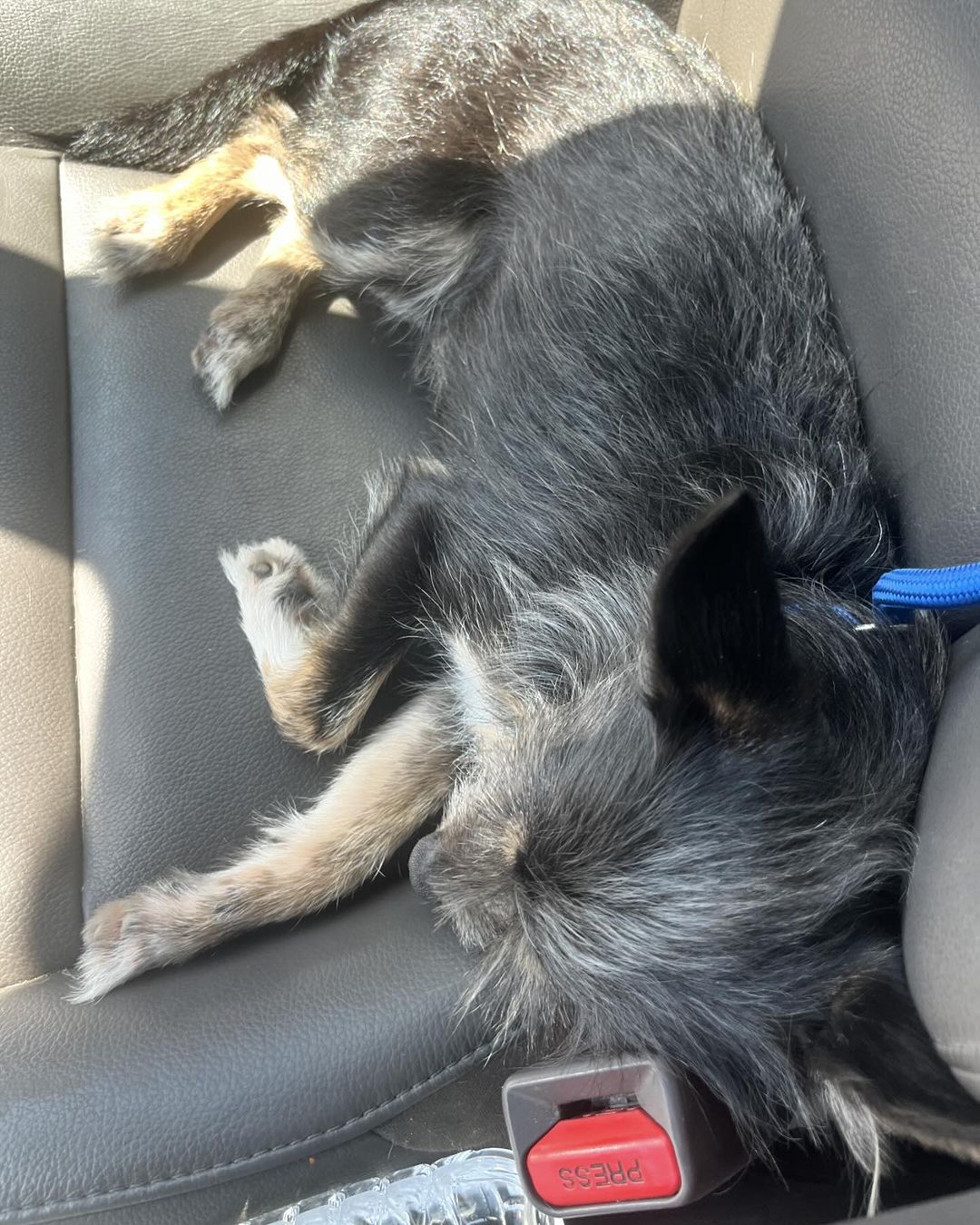 dog sleeping on the car seat