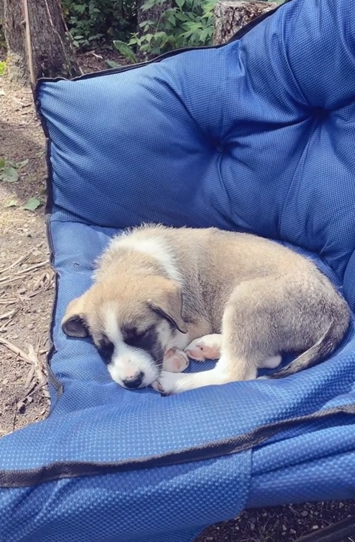 dog sleeps on the camping sofa