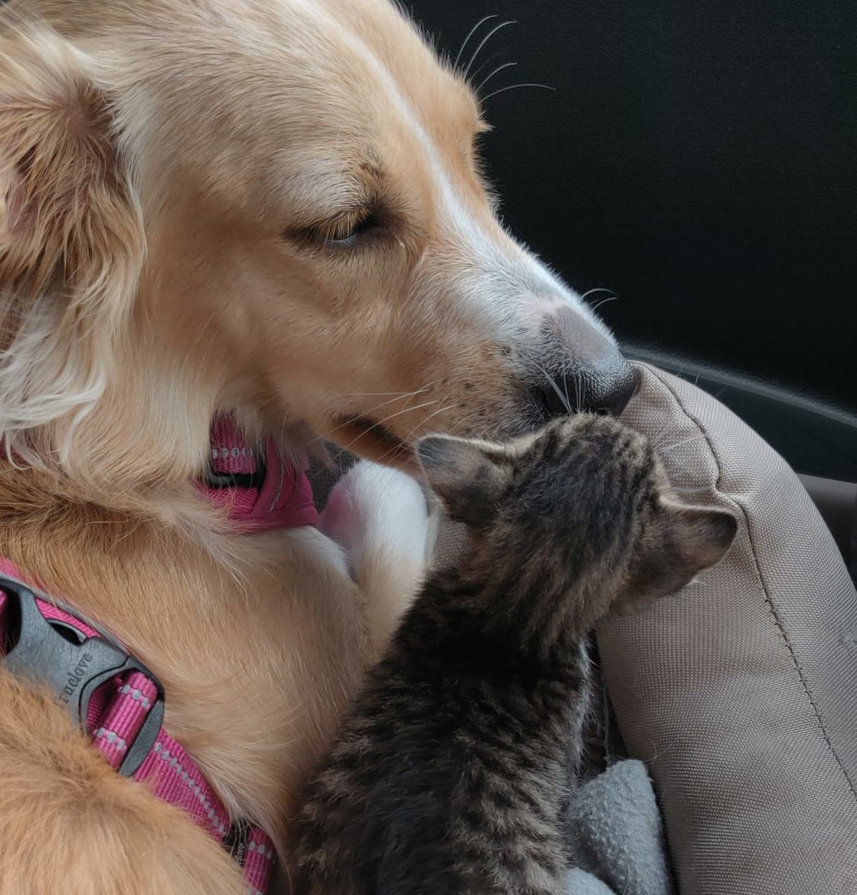 dog sniffing kitten