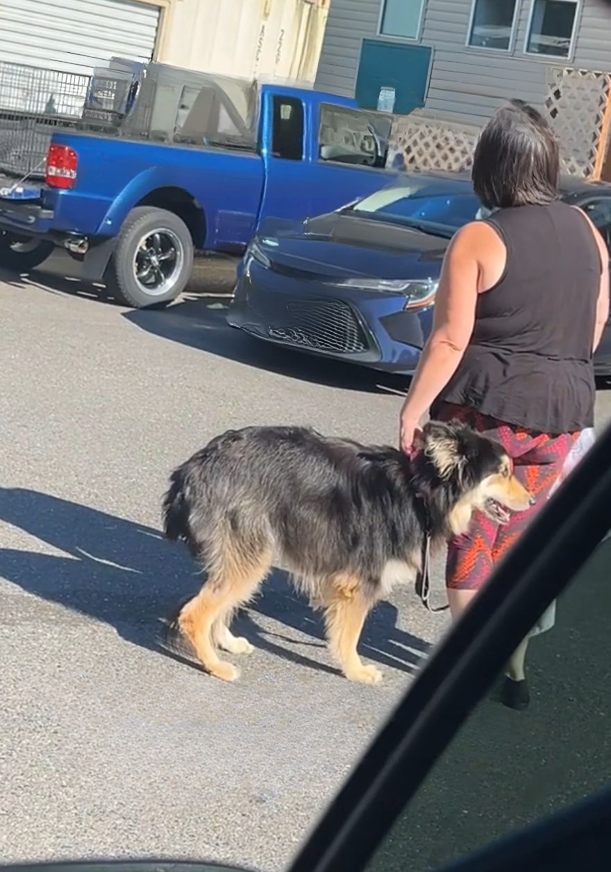 dog standing next to a woman