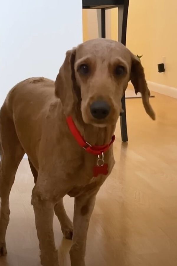 dog standing on the floor at home