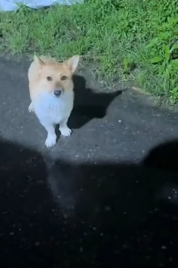 dog standing on the road