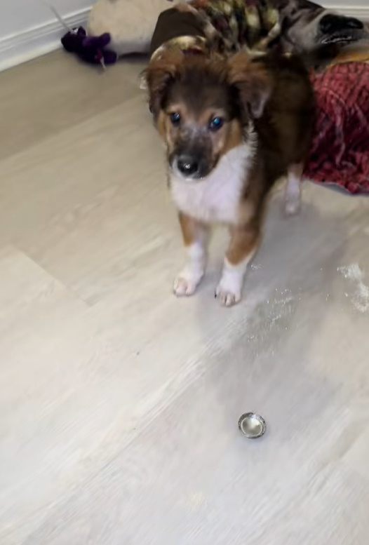 dog standing with glitter on his face