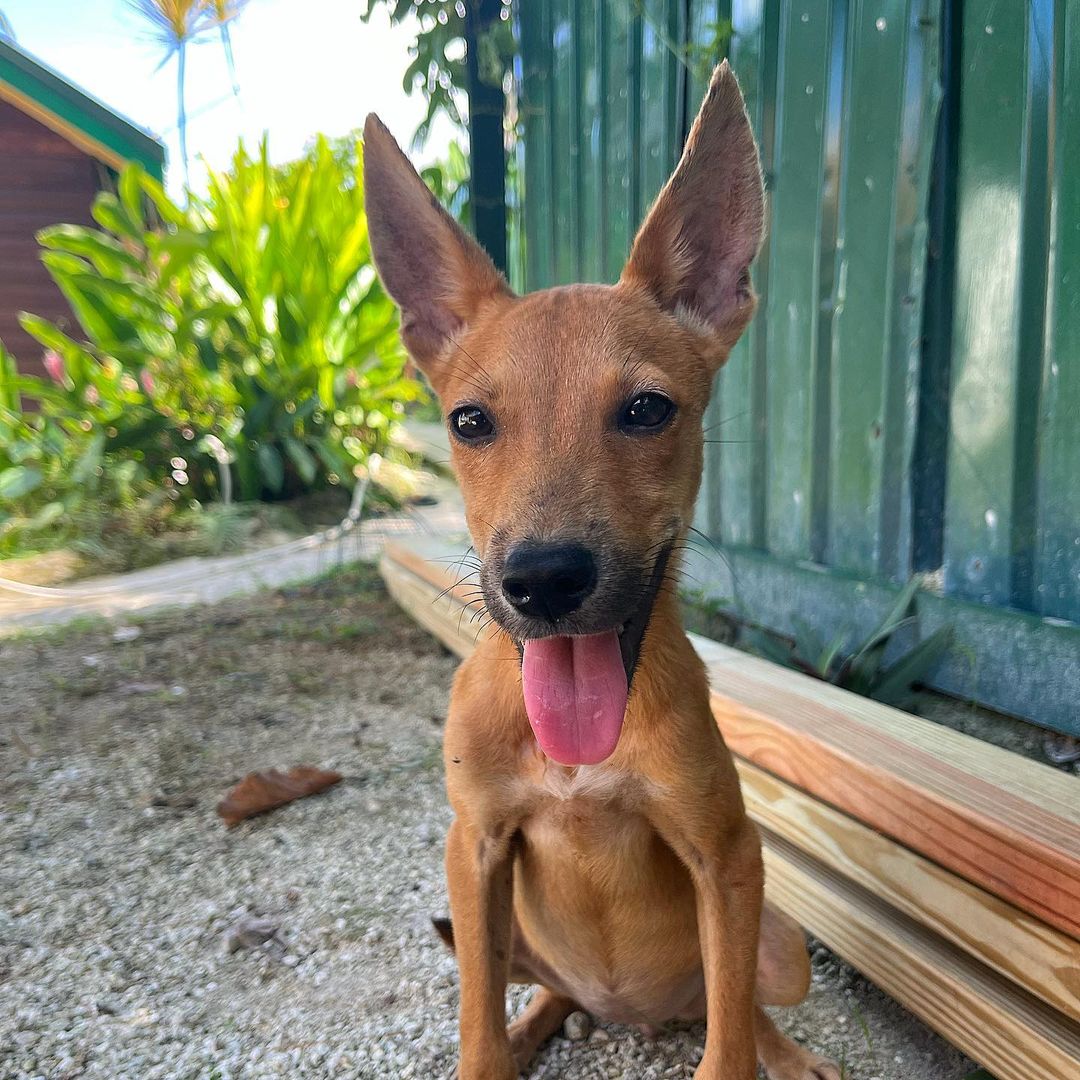 dog sticking its tongue out