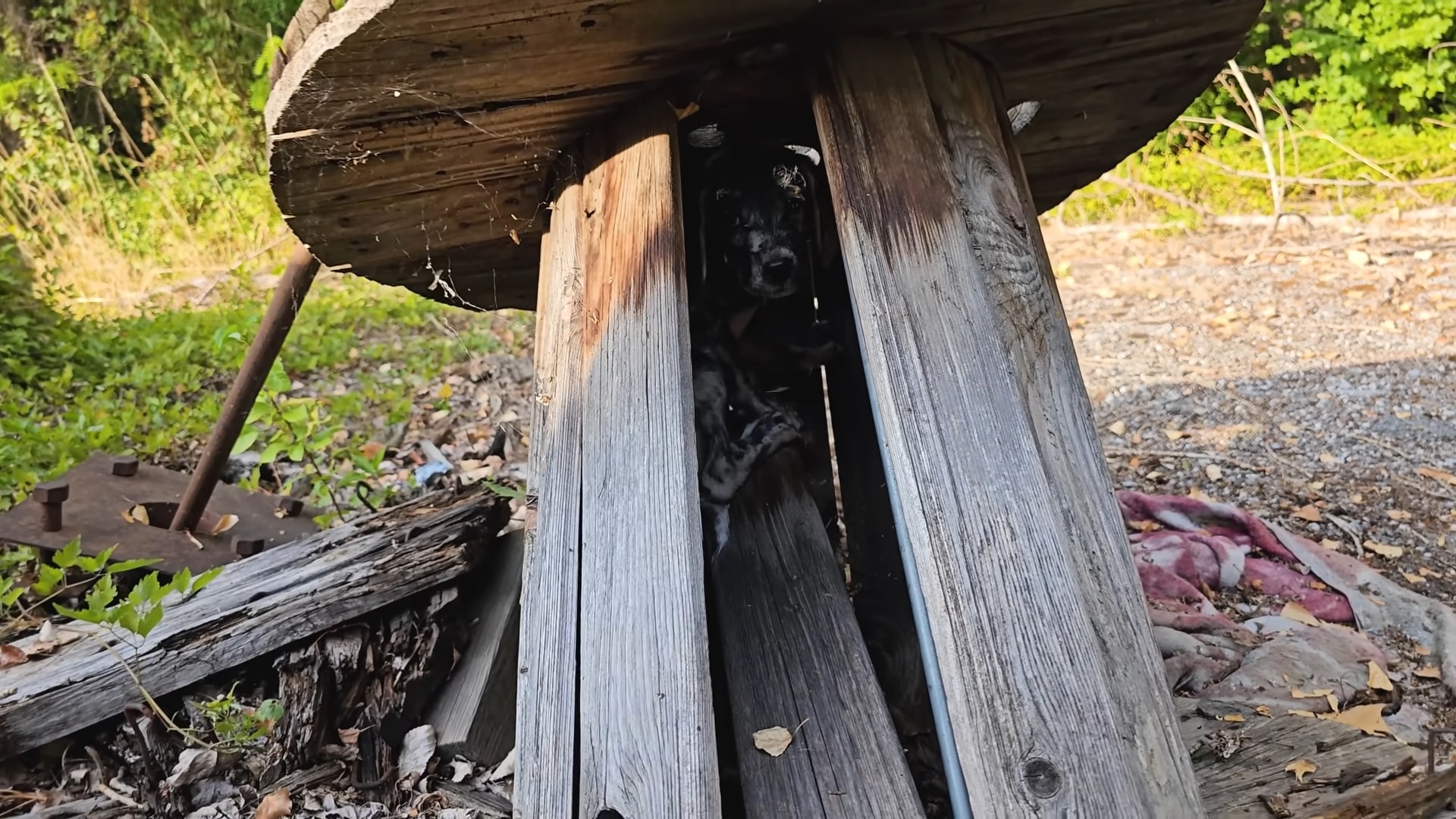 dog stuck in wooden table