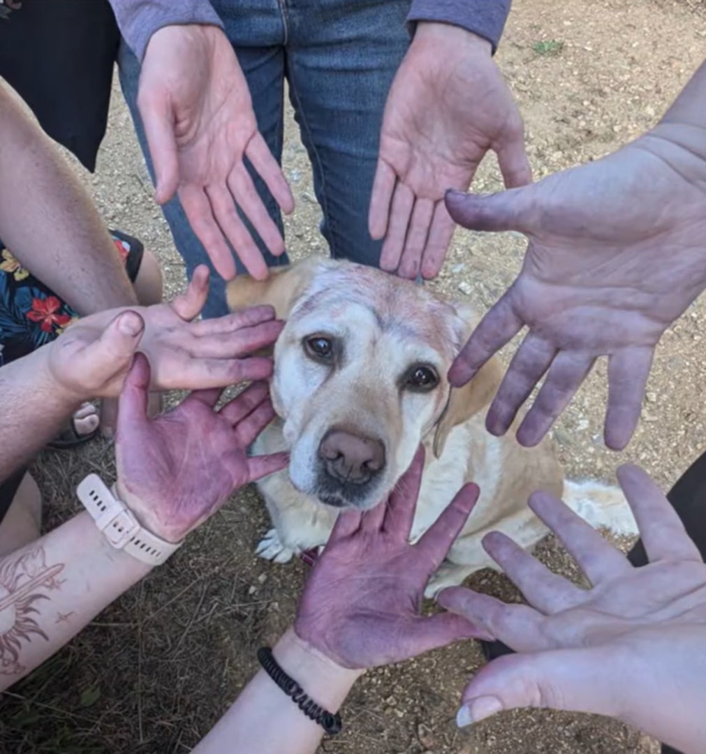 dog surrounded with purple hands