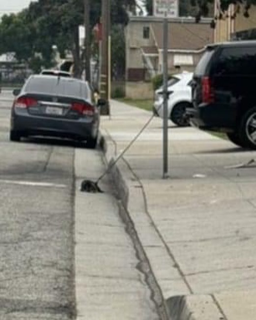 dog tied to a pole on the street