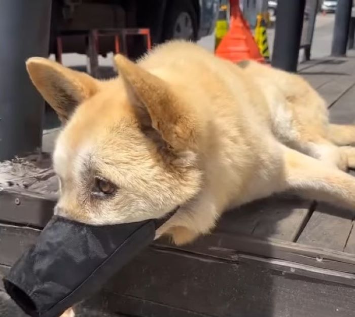 dog wearing a muzzle