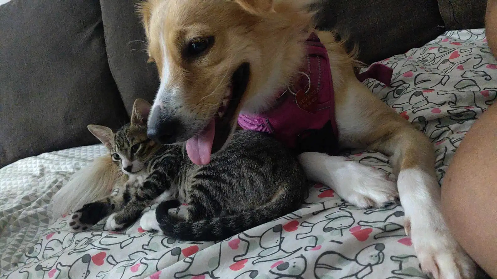 dog with cat on the couch