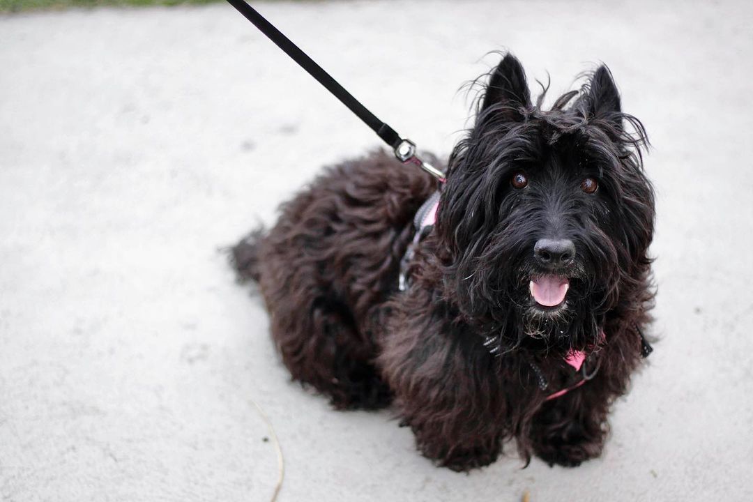 dog with cute haircut