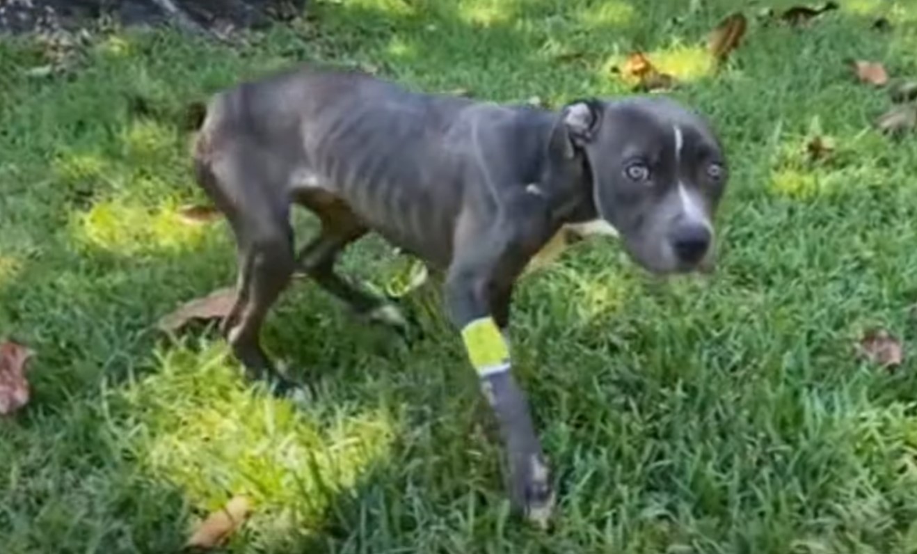 dog with injured leg on the grass