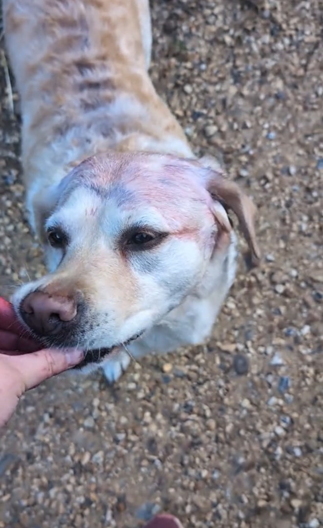 dog with purple fur